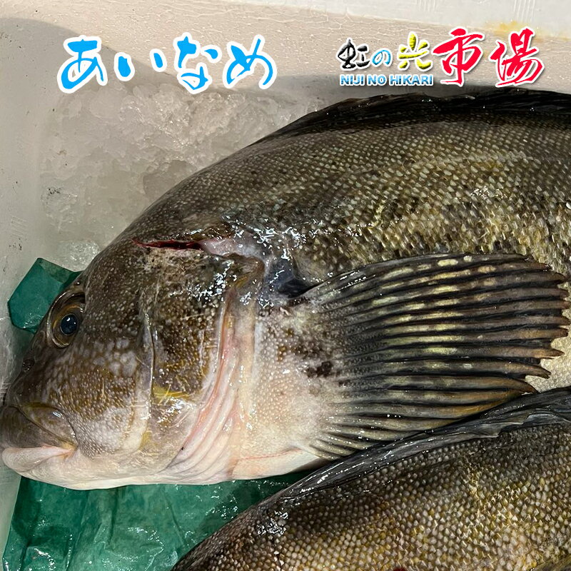 活〆 あいなめ 2尾 約1kg 北海道産 アイナメ 塩焼き 唐揚げ