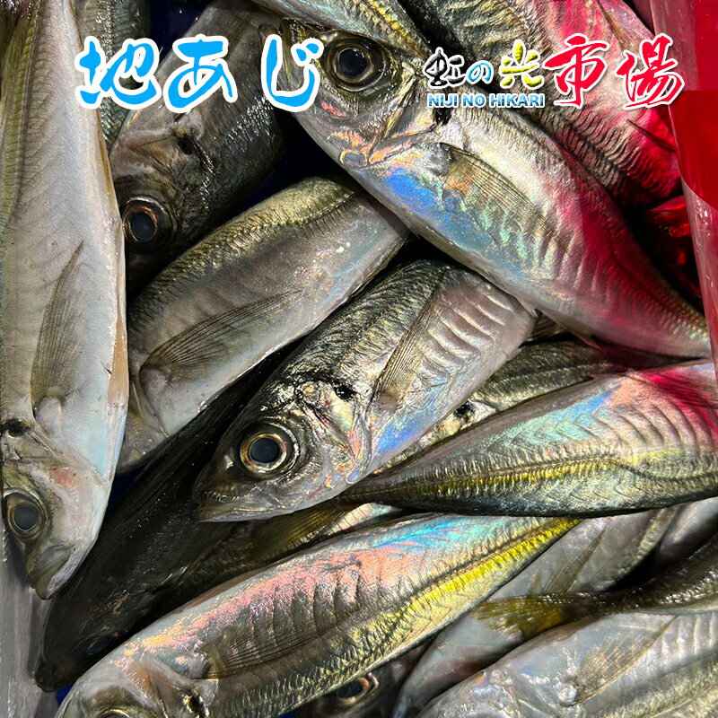 地あじ 3kg （1尾約110~150g） 約5-8尾 長崎産 アジ 鯵