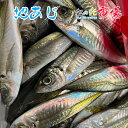 業務用 地あじ 5kg （1尾約110~150g） 約5-8尾 長崎産 アジ 鯵