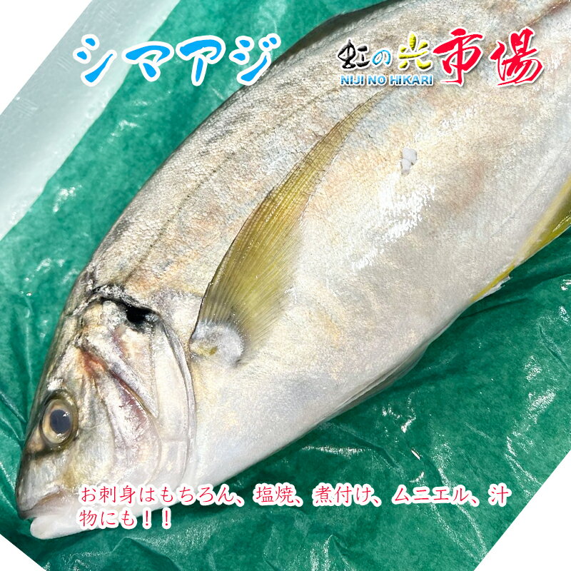 天然 高級シマアジ 活〆 1尾 1.8~2kg 鯵 あじ