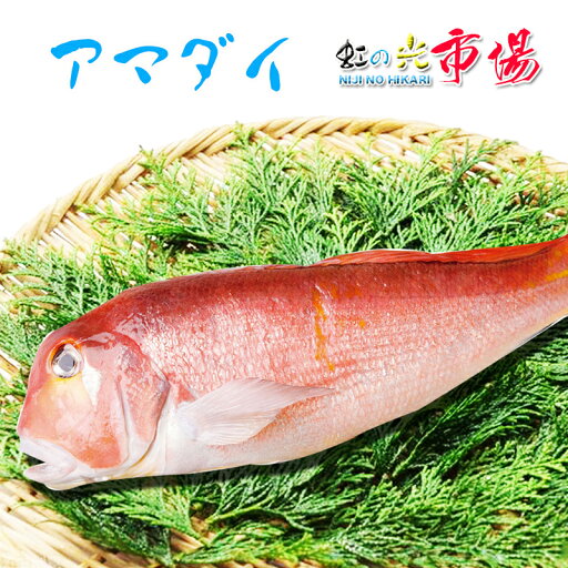 アマダイ 2尾(1尾 約500g ) 鯛 たい 赤尼鯛 赤甘鯛 甘鯛 海水魚 アマダイ 2尾(1尾 約500g ) 鯛 たい 赤尼鯛 赤甘鯛 甘鯛 海水魚