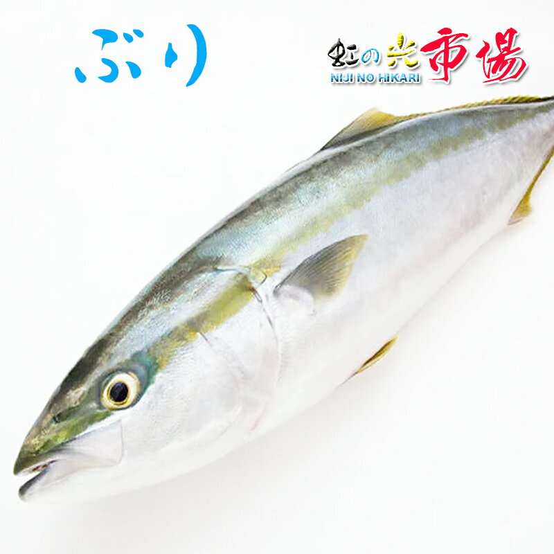 名称：鰤　ぶり 内容量：7〜8kg 産地名：島根・日本海 養殖・解凍：天然 保存方法：冷蔵 ※写真はイメージです。計量致しますので、実際の商品の見た目とは多少異なる場合が御座います。 ※こちらの商品は冷蔵便での発送となります。 冷凍商品と同梱出来ませんので、ご了承お願い致します。 ※出荷時点で、必ず生きたものをお送り致しますが、まれに配送過程で冷蔵による凍死などで死んでしまう場合がございますので予めご了承下さい。鮮度に問題はございません。 ※賞味期限は、到着後2日間です。到着後はお早めにお召し上がり下さい。保管方法は「冷蔵保存」でお願い致します。 ※日時指定の場合、天候（時化などによる入荷の遅れ）・配送上の都合により指定された通りにお届けできない場合がありますので、基本は日付指定はお受けできません。ご理解下さい。 上記をご了承頂ける方のみ日付指定をお受け致します。その場合、指定は10日以内でお願い致します。 ※日付指定優先の場合、入荷状況により予告なくメーカーが変更になる場合が御座います。 その場合発送時、メールでご連絡させて頂きます。