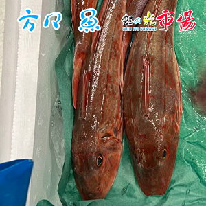 方々 魚 ホウボウ 1尾　800〜1kg 北海道 君の魚