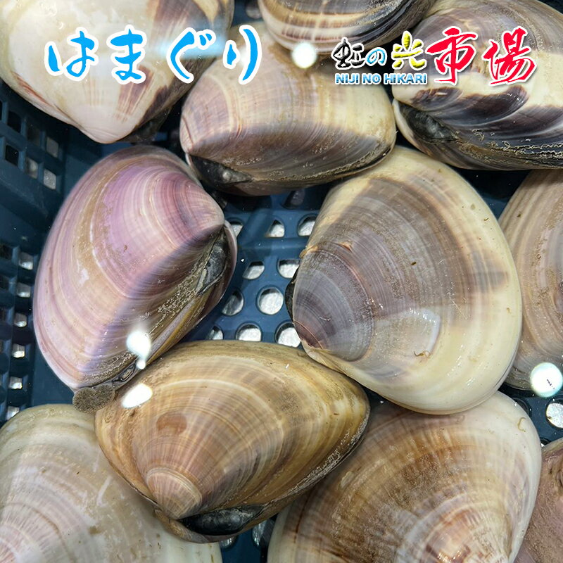 地はまぐり 2kg （20個入）ハマグリ バーベキュー バタ...