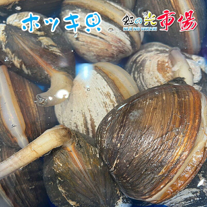 業務用 活ホッキ貝 北海道産 3kg（1個200〜300g） 北寄貝 ほっき貝 1