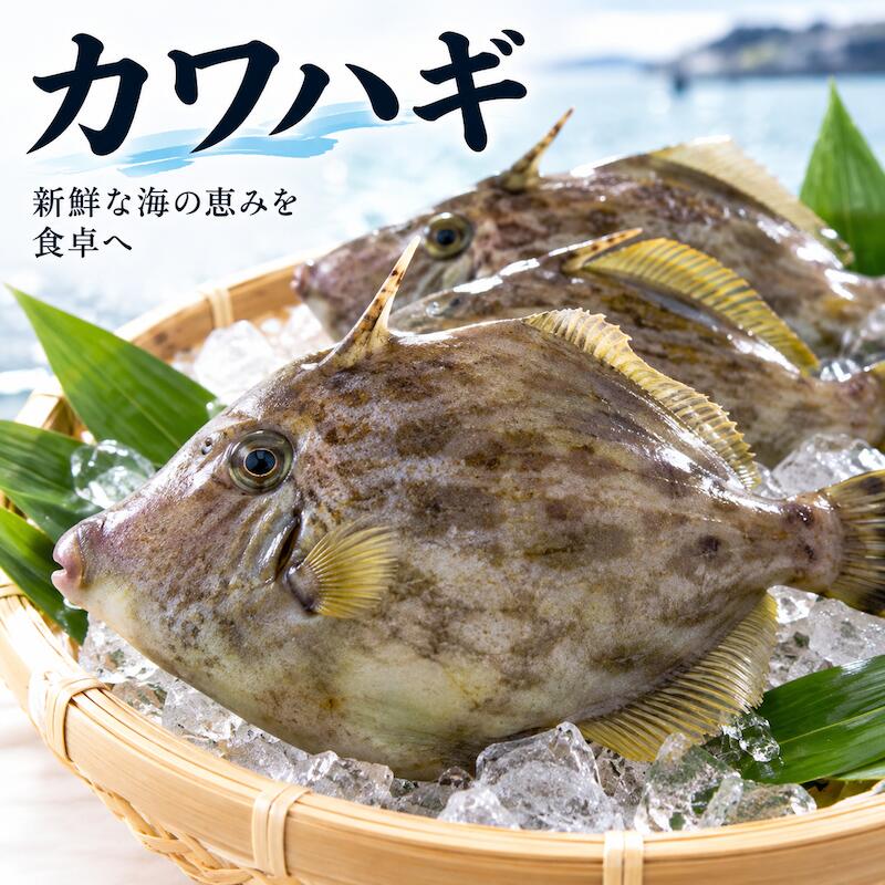名称：カワハギ 内容量：500g (2~3尾前後) 産地名：千葉県産 保存方法：冷蔵 旬：秋から冬 皮が厚くて硬い魚なので、皮を剥いでから調理して下さい。 身はフグの様な味をお楽しみ頂けます。 刺身で薄づくりにしてポン酢で頂くとたいへんおいしいです！ ぜひこの機会にお試し頂きたいオススメ商品です！ ※写真はイメージです。計量致しますので、実際の商品の見た目とは多少異なる場合が御座います。 ※こちらの商品は冷蔵便での発送となります。 冷凍商品と同梱出来ませんので、ご了承お願い致します。 ※賞味期限は、到着後2日間です。到着後はお早めにお召し上がり下さい。保管方法は「冷蔵保存」でお願い致します。 ※日時指定の場合、天候（時化などによる入荷の遅れ）・配送上の都合により指定された通りにお届けできない場合がありますので、基本は日付指定はお受けできません。ご理解下さい。 上記をご了承頂ける方のみ日付指定をお受け致します。その場合、指定は10日以内でお願い致します。 ※日付指定優先の場合、入荷状況により予告なくメーカーが変更になる場合が御座います。 その場合発送時、メールでご連絡させて頂きます。
