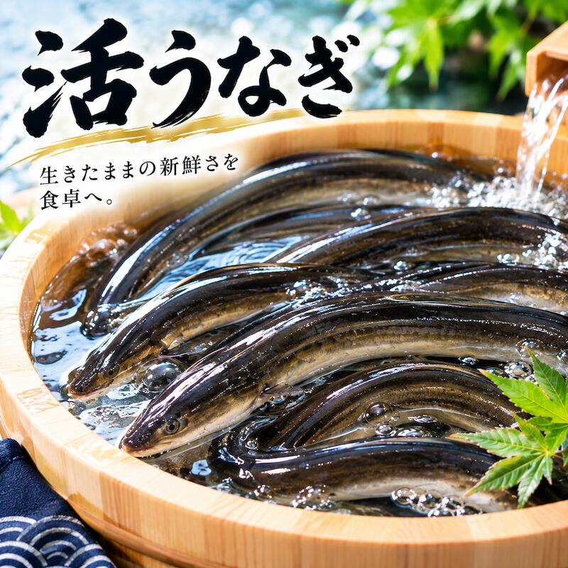 名称：活うなぎ3p 内容量：約1kg (約3尾) 産地名：愛知県・静岡県産 （養殖） 保存方法：冷蔵 ※写真はイメージです。計量致しますので、実際の商品の見た目とは多少異なる場合が御座います。 ※こちらの商品は冷蔵便での発送となります。 冷凍商品と同梱出来ませんので、ご了承お願い致します。 ※出荷時点で、必ず生きたものをお送り致しますが、まれに配送過程で冷蔵による凍死などで死んでしまう場合がございますので予めご了承下さい。鮮度に問題はございません。 ※賞味期限は、到着後2日間です。到着後はお早めにお召し上がり下さい。保管方法は「冷蔵保存」でお願い致します。 ※日時指定の場合、天候（時化などによる入荷の遅れ）・配送上の都合により指定された通りにお届けできない場合がありますので、基本は日付指定はお受けできません。ご理解下さい。 上記をご了承頂ける方のみ日付指定をお受け致します。その場合、指定は10日以内でお願い致します。 ※日付指定優先の場合、入荷状況により予告なくメーカーが変更になる場合が御座います。 その場合発送時、メールでご連絡させて頂きます。