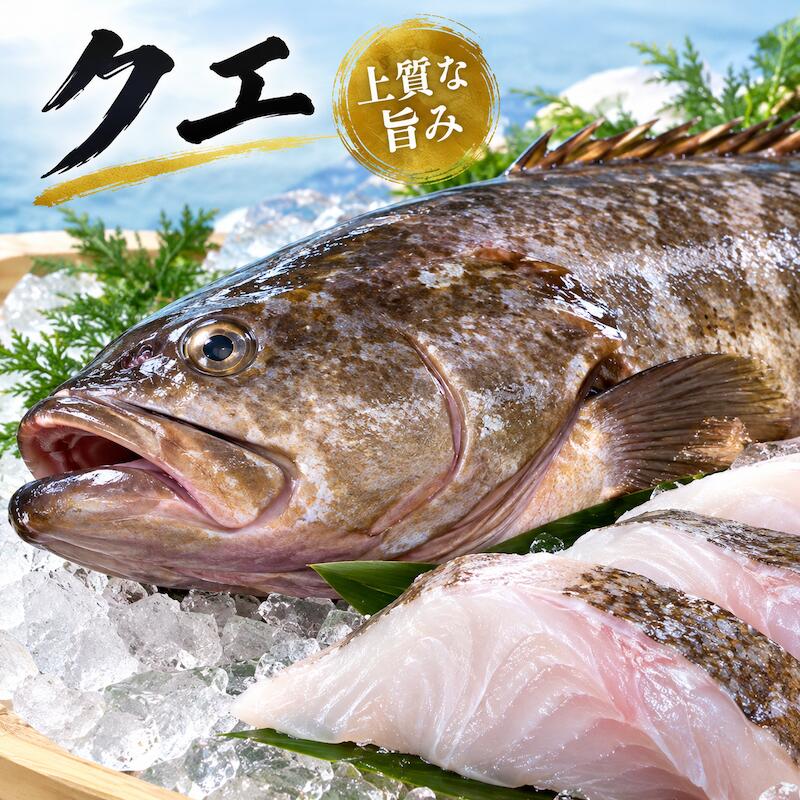 名称：クエ 内容量：約7~8kg 産地名：長崎県、三重県、和歌山県産 保存方法：冷蔵 味は淡白で、皮を引くと厚い脂肪があり、力士さんが食べるちゃんこ鍋の具材として馴染み深い高級魚です！ 鍋から刺身まで、美味しくお召し上がりいただけます。 刺身・鍋・煮付け・湯引き・お吸い物・唐揚げなど。 とても美味しいので、ぜひ御堪能ください！ 河豚・鯛に勝る“魚の王様”と呼ばれるクエは透明感があり、白身のお魚なのに思わず唸ってしまうほどの濃厚な味わいです。捨てるところが少なく、内臓から目玉まで食べられ、栄養満点かつコラーゲンたっぷり！ ぜひこの機会にお試し頂きたいオススメ商品です！ ※写真はイメージです。計量致しますので、実際の商品の見た目とは多少異なる場合が御座います。 ※こちらの商品は冷蔵便での発送となります。 冷凍商品と同梱出来ませんので、ご了承お願い致します。 ※賞味期限は、到着後2日間です。到着後はお早めにお召し上がり下さい。保管方法は「冷蔵保存」でお願い致します。 ※日時指定の場合、天候（時化などによる入荷の遅れ）・配送上の都合により指定された通りにお届けできない場合がありますので、基本は日付指定はお受けできません。ご理解下さい。 上記をご了承頂ける方のみ日付指定をお受け致します。その場合、指定は10日以内でお願い致します。 ※日付指定優先の場合、入荷状況により予告なくメーカーが変更になる場合が御座います。 その場合発送時、メールでご連絡させて頂きます。