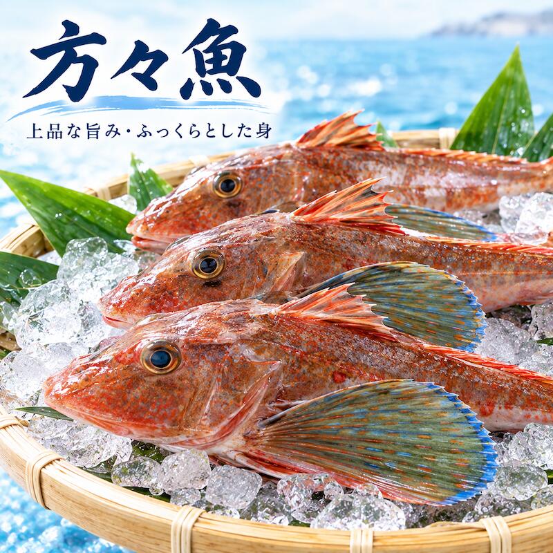 名称 方々 ホウボウ　 内容量 3尾 (1尾 300〜400g) 産地名 兵庫県 保存方法 冷蔵 商品詳細 旬は秋から春。 頭が大きく、刺身にすると歩留まりが悪い。鱗は柔らかく取りやすい。あまり鱗の存在が気にならない。皮はしっかりして引きやすい。上質な白身で鮮度がよいと透明感がある。熱を通すと締まる。 あらなどからいいだしが出る。浮き袋（鳴き袋）、肝なども美味。 配送方法 ヤマト運輸のクール便※こちらの商品は冷蔵便での発送となります。 冷凍商品と同梱出来ませんので、ご了承お願い致します。 賞味期限 冷蔵保存で2日以内にお召し上がりください。 備　考 ※写真はイメージです。計量致しますので、実際の商品の見た目とは多少異なる場合が御座います。 ※日時指定の場合、天候（時化などによる入荷の遅れ）・配送上の都合により指定された通りにお届けできない場合がありますので、基本は日付指定はお受けできません。ご理解下さい。 上記をご了承頂ける方のみ日付指定をお受け致します。その場合、指定は10日以内でお願い致します。 ※日付指定優先の場合、入荷状況により予告なくメーカーが変更になる場合が御座います。 その場合発送時、メールでご連絡させて頂きます。