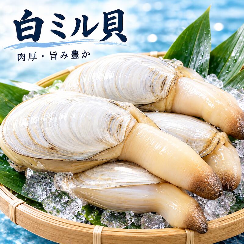 名称 活 白ミル貝 内容量 1kg （2-3個） 産地名 愛知県、千葉県 保存方法 冷蔵 商品詳細 貝臭さが薄くあっさり食べやすく、どなたでも美味しくお召し上がり頂けます。 基本的にすべて食べることができる。ただ食感がよく生食に向いているのは右の水管の部分。他の部分は軟らかいので煮たりソテーしたりする。 白ミル貝は、水管を開いて湯通しし、皮を剥いで食べます。 お刺身やバター焼き、塩焼などでお召し上がり下さい！ ぜひこの機会にお試し頂きたいオススメ商品です！ 配送方法 ヤマト運輸のクール便※こちらの商品は冷蔵便での発送となります。 冷凍商品と同梱出来ませんので、ご了承お願い致します。 賞味期限 冷蔵保存で2日以内にお召し上がりください。 備　考 ※写真はイメージです。計量致しますので、実際の商品の見た目とは多少異なる場合が御座います。 ※日時指定の場合、天候（時化などによる入荷の遅れ）・配送上の都合により指定された通りにお届けできない場合がありますので、基本は日付指定はお受けできません。ご理解下さい。 上記をご了承頂ける方のみ日付指定をお受け致します。その場合、指定は10日以内でお願い致します。 ※日付指定優先の場合、入荷状況により予告なくメーカーが変更になる場合が御座います。 その場合発送時、メールでご連絡させて頂きます。