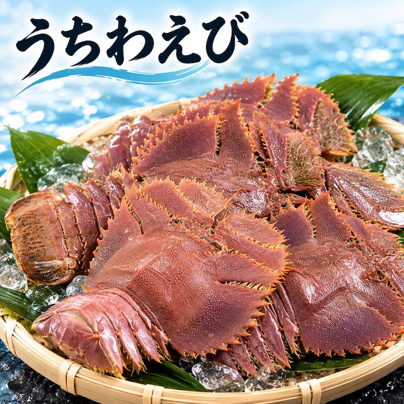 名称 うちわ海老 内容量 1kg(約4～8匹) 産地名 長崎県 商品詳細 伊勢エビにも匹敵する味わい, ぷりぷりとした食感に魅力！ 刺身で楽しむのはもちろん、多彩な調理で味わえる ぜひこの機会にお試し頂きたいオススメ商品です。 配送方法 ヤマト運輸のクール便※こちらの商品は冷蔵便での発送となります。 ※出荷時点で、必ず生きたものをお送り致しますが、まれに配送過程で冷蔵による凍死などで死んでしまう場合がございますので予めご了承下さい。鮮度に問題はございません。 冷凍商品と同梱出来ませんので、ご了承お願い致します。 賞味期限 冷蔵保存で2日以内にお召し上がりください。 備　考 ※写真はイメージです。計量致しますので、実際の商品の見た目とは多少異なる場合が御座います。 ※日時指定の場合、天候（時化などによる入荷の遅れ）・配送上の都合により指定された通りにお届けできない場合がありますので、基本は日付指定はお受けできません。ご理解下さい。 上記をご了承頂ける方のみ日付指定をお受け致します。その場合、指定は10日以内でお願い致します。 ※日付指定優先の場合、入荷状況により予告なくメーカーが変更になる場合が御座います。 その場合発送時、メールでご連絡させて頂きます。