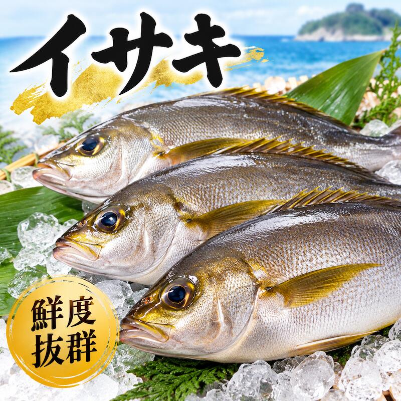 �C�T�L 1���@��800〜1kg �C�T�L ������ �{�� �N�� ���Y ���g�� �h�g ���Ă� �ϕt�� ���h�g ������ ����� �c