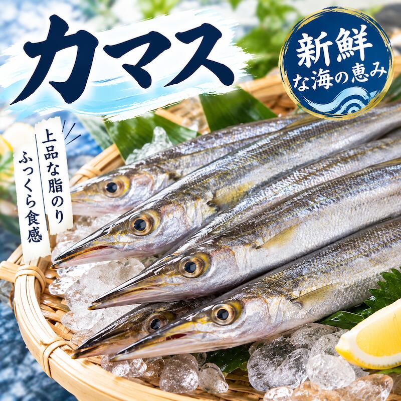 【旬】カマス 500g カマス かます 魳 カマス魚 鮮魚 生魚 白身魚 干物 塩焼き 炙り焼き 刺身 煮付け 唐揚げ 焼き魚 …