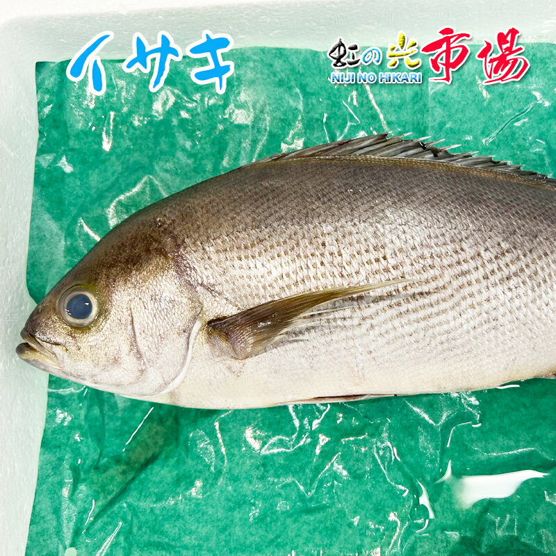 活〆 イサキ 約1kg （1尾300〜400g） いさき