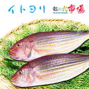 イトヨリ 海水魚 蒸す 煮つけ 酢じめ 塩焼き 揚げる ワイン蒸し 天ぷら いとより 1尾800~1kg
