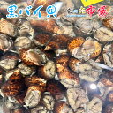 活 黒バイ貝 約1kg 殻付き 砂抜き 殻付き 煮付け 酒蒸...