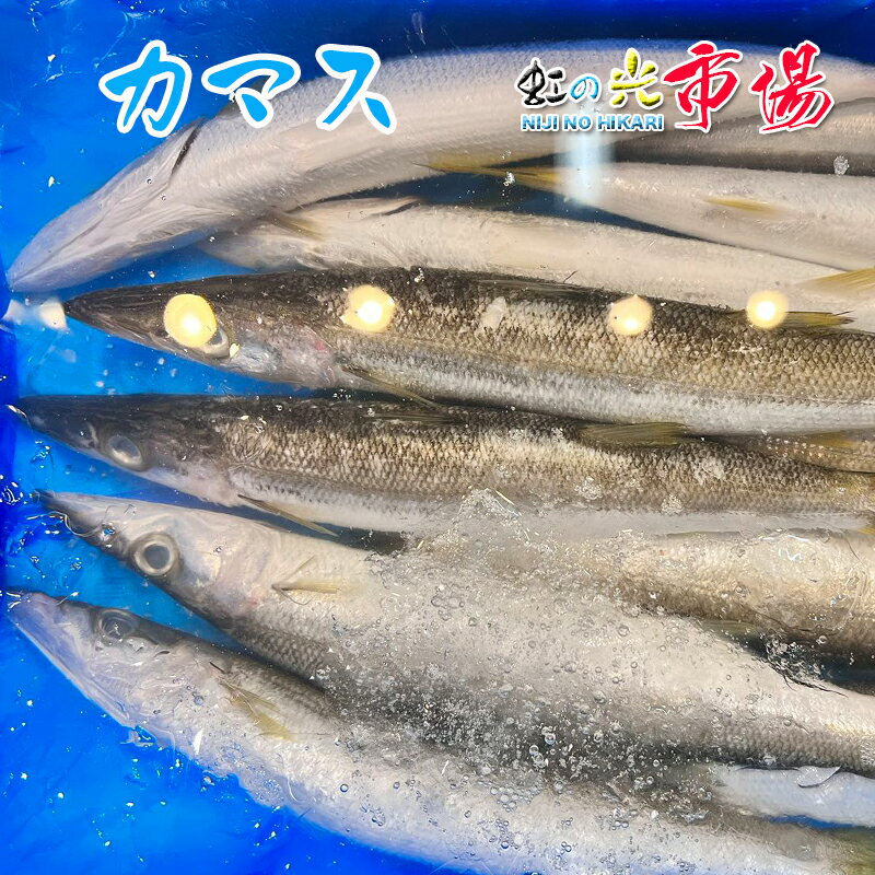 業務用【旬】カマス 3kg かます 赤叺 赤梭子魚 海水魚 高級魚 刺身