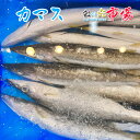 業務用【旬】カマス 3kg かます 赤叺 赤梭子魚 海水魚 高級魚 刺身
