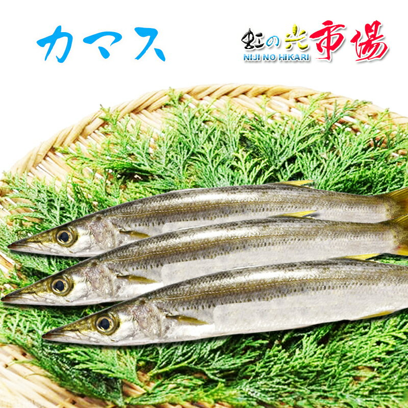 業務用 旬 カマス 5kg かます 赤叺 赤梭子魚 海水魚 高級魚 刺身