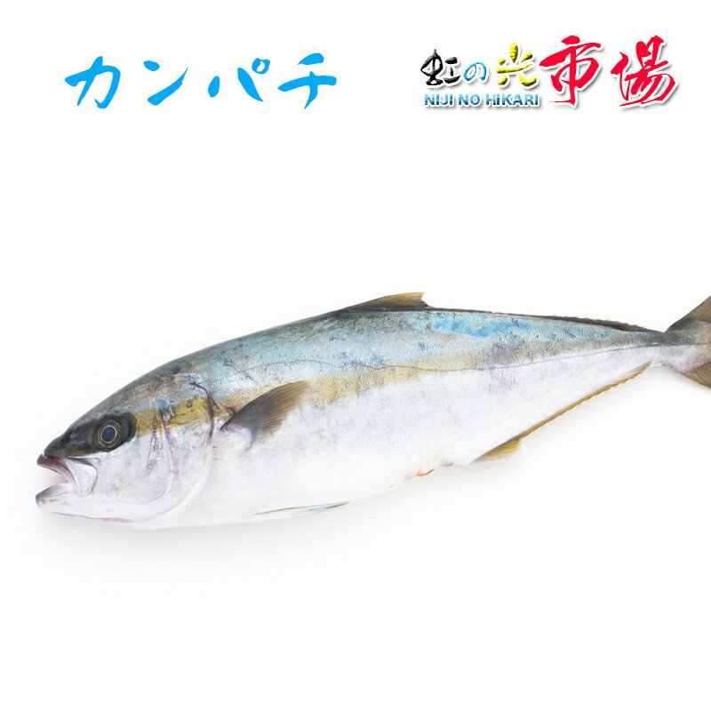 名称 カンパチ 内容量 1尾 3~4kg 産地名 鹿児島県 保存方法 冷蔵 商品詳細 焼き物や煮物、フライ、照り焼きなどに最適です。 また、カンパチをお皿に並べ、その上に醤油・レモン汁・オリーブオイル・塩コショウなどをかければカルパッチョの出来上がり！ お好みでトマトやパプリカなどを飾ったり、マヨネーズをかけても美味しく頂けます。 。 ぜひこの機会にお試し頂きたいオススメ商品です！ 配送方法 ヤマト運輸のクール便※こちらの商品は冷蔵便での発送となります。 冷凍商品と同梱出来ませんので、ご了承お願い致します。 賞味期限 冷蔵保存で2日以内にお召し上がりください。 備　考 ※写真はイメージです。計量致しますので、実際の商品の見た目とは多少異なる場合が御座います。 ※日時指定の場合、天候（時化などによる入荷の遅れ）・配送上の都合により指定された通りにお届けできない場合がありますので、基本は日付指定はお受けできません。ご理解下さい。 上記をご了承頂ける方のみ日付指定をお受け致します。その場合、指定は10日以内でお願い致します。 ※日付指定優先の場合、入荷状況により予告なくメーカーが変更になる場合が御座います。 その場合発送時、メールでご連絡させて頂きます。