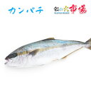 名称 カンパチ 内容量 1尾 2~3kg 産地名 鹿児島県 保存方法 冷蔵 商品詳細 焼き物や煮物、フライ、照り焼きなどに最適です。 また、カンパチをお皿に並べ、その上に醤油・レモン汁・オリーブオイル・塩コショウなどをかければカルパッチョの出来上がり！ お好みでトマトやパプリカなどを飾ったり、マヨネーズをかけても美味しく頂けます。 。 ぜひこの機会にお試し頂きたいオススメ商品です！ 配送方法 ヤマト運輸のクール便※こちらの商品は冷蔵便での発送となります。 冷凍商品と同梱出来ませんので、ご了承お願い致します。 賞味期限 冷蔵保存で2日以内にお召し上がりください。 備　考 ※写真はイメージです。計量致しますので、実際の商品の見た目とは多少異なる場合が御座います。 ※日時指定の場合、天候（時化などによる入荷の遅れ）・配送上の都合により指定された通りにお届けできない場合がありますので、基本は日付指定はお受けできません。ご理解下さい。 上記をご了承頂ける方のみ日付指定をお受け致します。その場合、指定は10日以内でお願い致します。 ※日付指定優先の場合、入荷状況により予告なくメーカーが変更になる場合が御座います。 その場合発送時、メールでご連絡させて頂きます。