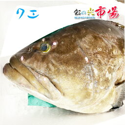 クエ (アラ) 1尾 3-4kg くえ あら 高級魚 海水魚 超高級魚 幻の魚