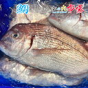 真鯛 1尾 約1.5~1.8kg タイ たい 鮮魚 水産物 新鮮