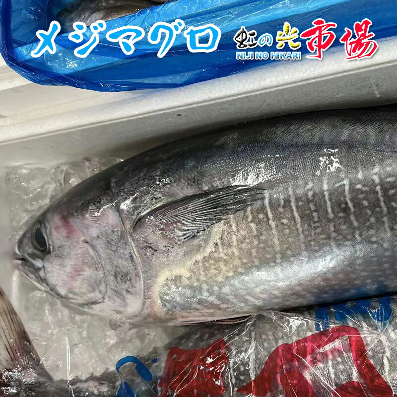 生メジマグロ　約3kg前後　 北海道・九州産