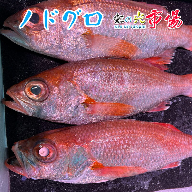 生 ノドグロ 赤ムツ 1kg 約2~4尾 アカムツ 赤むつ のどぐろ 超高級魚