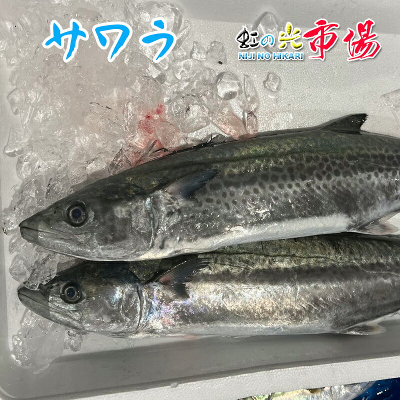 名称 サワラ 内容量 1尾 約2.5~3kg 産地名 福井県、石川県、京都府、長崎県、島根県 商品詳細 旬／周年。旬と言える区切られる期間はなくなっている。国内各地から年間を通して非常に味のいい固体がやってくる。サワラは季語とはならなくなった。 鱗は小さく簡単にとれる。 サゴチ（小型魚）はあまり脂はのっていないが、年間を通して安定しており、種々の総菜などに利用出来る。 鮮度のいいときは透明感のある白身だが、すぐに白濁する。味わいは淡白でいながら、ほろっとした甘みがあり、クセのないもの。刺身は鮮度がよく脂がのっているものがよい。生で食べると上品で、嫌みのない味わい。皮目をあぶると旨みが重圧になる。 白子、真子、はらわた（胃、心臓、肝など）も美味。 料理法を選ばない素材となる。 ぜひこの機会にお試し頂きたいオススメ商品です！ 配送方法 ヤマト運輸のクール便※こちらの商品は冷蔵便での発送となります。 冷凍商品と同梱出来ませんので、ご了承お願い致します。 賞味期限 冷蔵保存で2日以内にお召し上がりください。 備　考 ※写真はイメージです。計量致しますので、実際の商品の見た目とは多少異なる場合が御座います。 ※日時指定の場合、天候（時化などによる入荷の遅れ）・配送上の都合により指定された通りにお届けできない場合がありますので、基本は日付指定はお受けできません。ご理解下さい。 上記をご了承頂ける方のみ日付指定をお受け致します。その場合、指定は10日以内でお願い致します。 ※日付指定優先の場合、入荷状況により予告なくメーカーが変更になる場合が御座います。 その場合発送時、メールでご連絡させて頂きます。