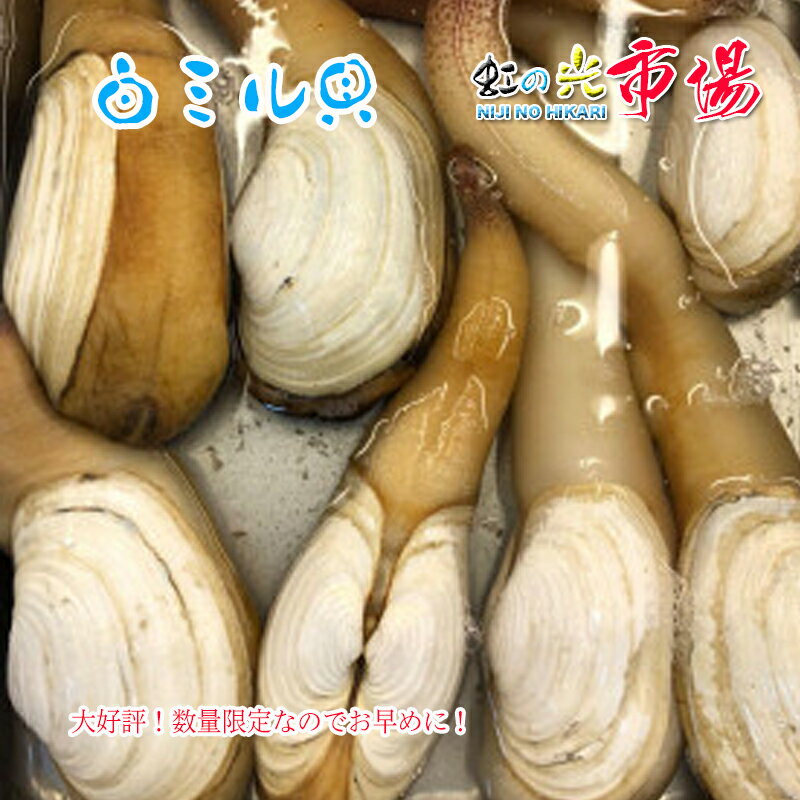 活白ミル貝 国産 約3kg （9〜12個） 海水生 旬は春 バター焼き 中華炒め