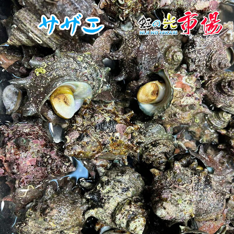 名称：活サザエ 内容量：約1kg (1個約100～130gサイズ) 産地名：千葉県・新潟県産 （天然） 保存方法：冷蔵 サザエの刺身、つぼ焼き、串焼き、蒸し焼き、サザエのにぎり、煮物などその他レシピ沢山あります。 ぜひこの機会にお試し頂きたいオススメ商品です！ ※写真はイメージです。計量致しますので、実際の商品の見た目とは多少異なる場合が御座います。 ※こちらの商品は冷蔵便での発送となります。 冷凍商品と同梱出来ませんので、ご了承お願い致します。 ※出荷時点で、必ず生きたものをお送り致しますが、まれに配送過程で冷蔵による凍死などで死んでしまう場合がございますので予めご了承下さい。鮮度に問題はございません。 ※賞味期限は、到着後2日間です。到着後はお早めにお召し上がり下さい。保管方法は「冷蔵保存」でお願い致します。 ※日時指定の場合、天候（時化などによる入荷の遅れ）・配送上の都合により指定された通りにお届けできない場合がありますので、基本は日付指定はお受けできません。ご理解下さい。 上記をご了承頂ける方のみ日付指定をお受け致します。その場合、指定は10日以内でお願い致します。 ※日付指定優先の場合、入荷状況により予告なくメーカーが変更になる場合が御座います。 その場合発送時、メールでご連絡させて頂きます。