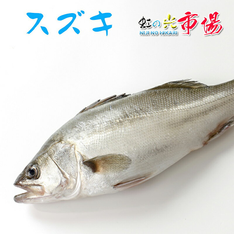 スズキ1尾 約2~2.5kg すずき 海水魚 鱸 千葉県