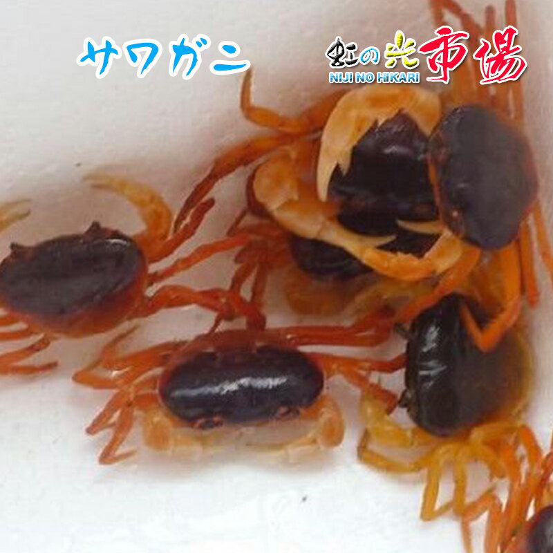 サワガニ 沢蟹 1パック 約50匹 宮崎産 さわがに 素揚げ 焼く 天然 ガニ 魚介類 かに