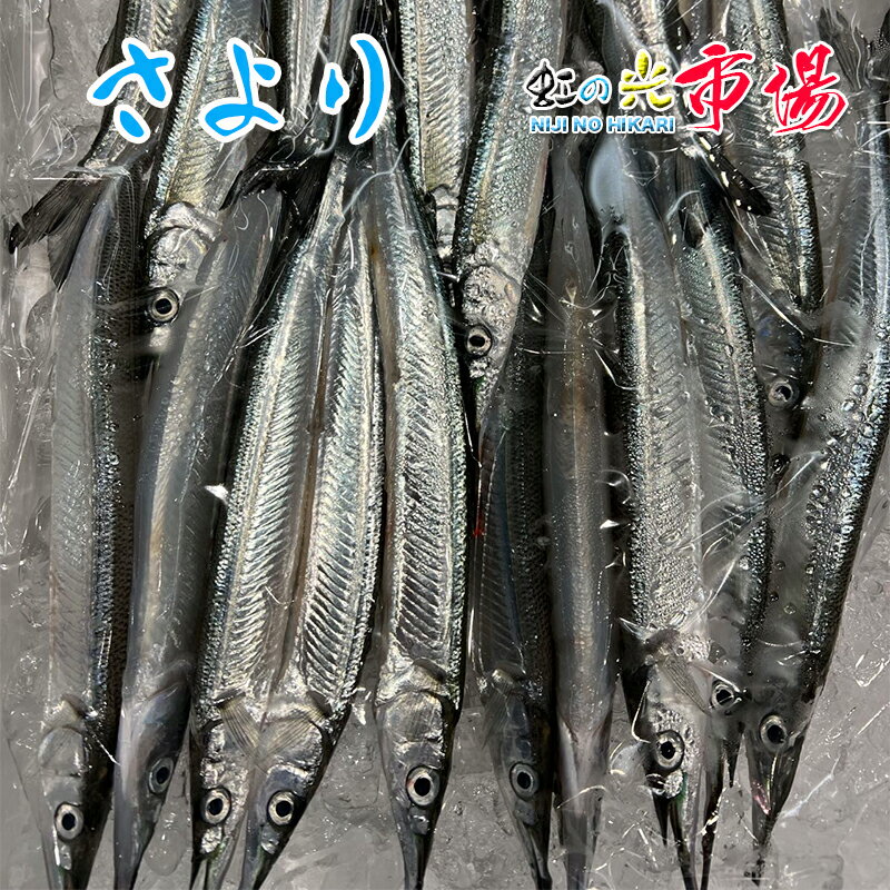 高級魚 サヨリ 約500g（1尾50～80g前後） 細魚 針魚 さより