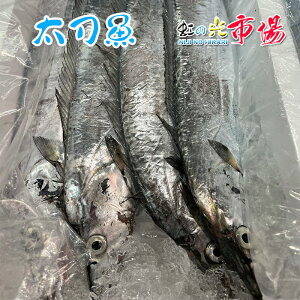 生 天然 太刀魚 タチウオ 丸一本　約1~1.5kg 和歌山/九州産 他 築地直送