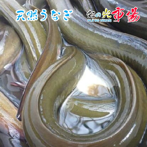 天然活 ウナギ 国産 約2〜5尾 約1kg 鰻 うなぎ 蒲焼き 白焼き 豊富で栄養! 天然活 ウナギ 国産 約2〜5尾 約1kg 鰻 うなぎ 蒲焼き 白焼き 豊富で栄養!