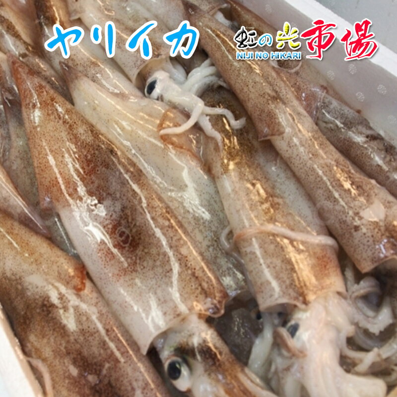 ヤリイカ 1kg（8-13尾）茨城県・北海道産 やりいか 烏賊