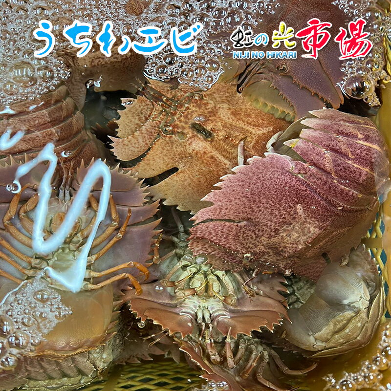 うちわ海老 1kg（約4～8匹） 海老 えび 焼きエビ 刺身 塩ゆで