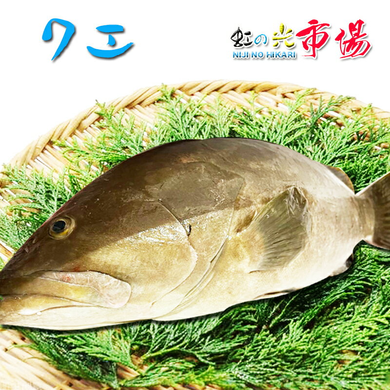 クエ (アラ) 1尾 約3kg くえ あら 高級魚 海水魚 超高級魚 幻の魚