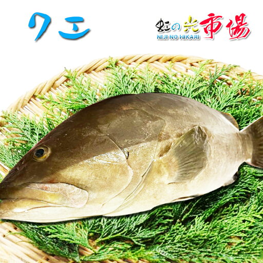 クエ アラ 1尾 9〜10kg くえ あら 高級魚 海水魚 超高級魚 幻の魚 お祝い 贈り物 父の日 母の日 お中元 刺身 鍋 煮付け 湯引き お吸い物 唐揚げなど クエ アラ 1尾 9〜10kg くえ あら 高級魚 海水魚 超高級魚 幻の魚 お祝い 贈り物 父の日 母の日 お中元 刺身 鍋 煮付け 湯引き お吸い物 唐揚げなど
