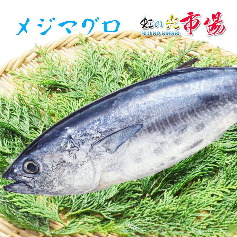 生メジマグロ 5kg前後 北海道・九州産 めじまぐろ 一本物 刺身 漬け 塩焼き 御歳暮 お祝い 贈り物