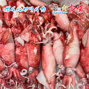 ボイルヤリイカ 約2kg やりいか いか おつまみ 焼き物 刺身 サラダ 食感向上 コリ感 愛知県(4)