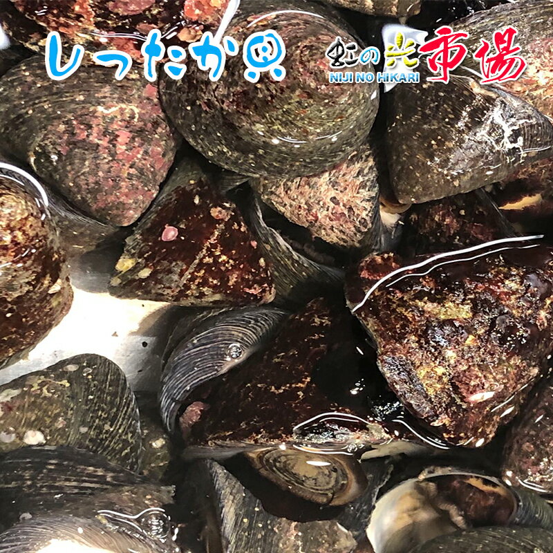 チャンバラ貝 1kg
