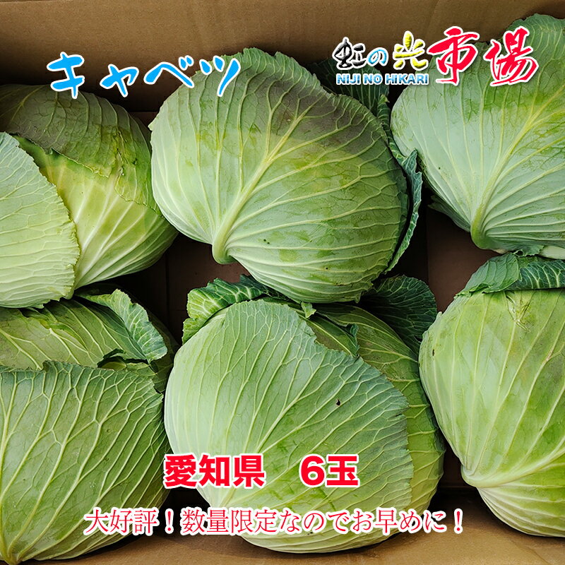 業務用 キャベツ 愛知県 きゃべつ 6玉 炒め サラダ 新鮮 野菜