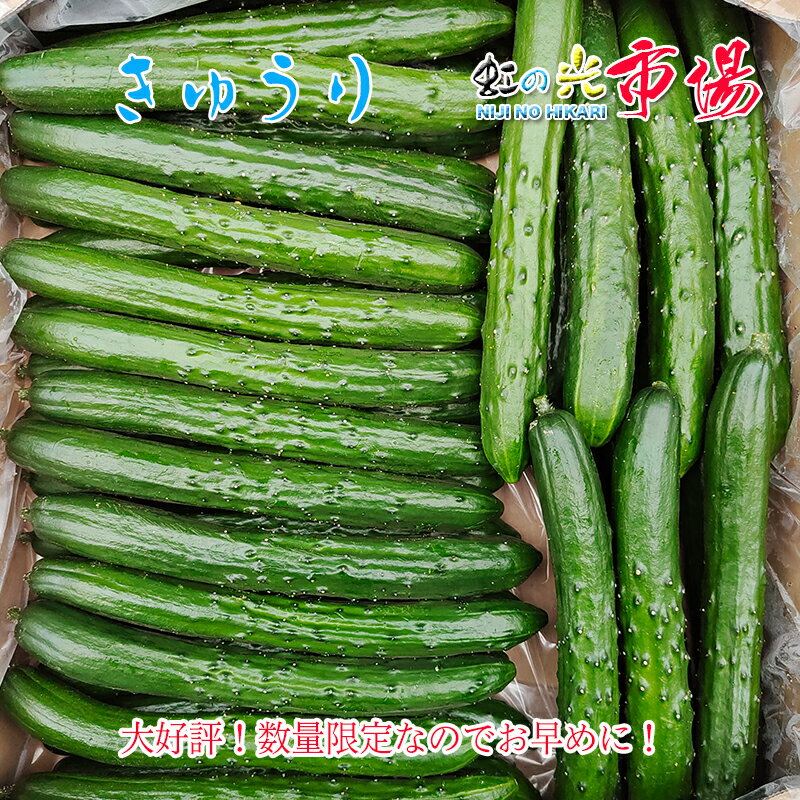 業務用 きゅうり 群馬県産 胡瓜 5kg サラダ 新鮮 野菜