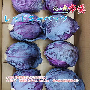 業務用 レッドキャベッツ 愛知県産 4玉 炒め 新鮮 野菜