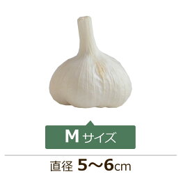 Mサイズ直径5〜6cm