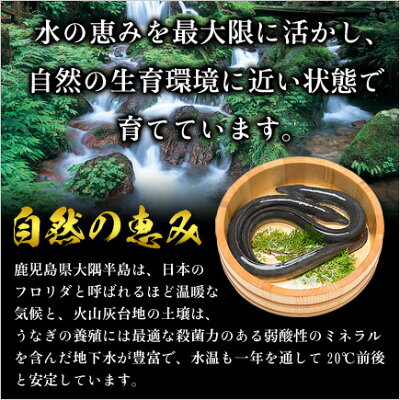 \半額タイムセール!/【鹿児島県産】特大うなぎ蒲焼きどっさり1kg(200g前後×5尾入り)食べ放題♪タレ&山椒×10袋付き【うなぎ】【ウナギ】【鰻】
