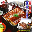 超特大&肉厚な鹿児島県産うなぎ蒲焼き250g前後×2尾入り(専用化粧箱&食べ方の説明書同封)送料無料【鰻】【ウナギ】【うなぎ】 超特大&肉厚な鹿児島県産うなぎ蒲焼き250g前後×2尾入り(専用化粧箱&食べ方の説明書同封)送料無料【鰻】【ウナギ】【うなぎ】